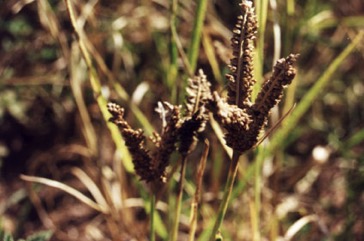 Finger millet