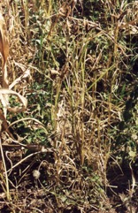 Finger millet