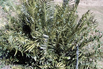 Kaffir Bread, Hottentot bread, Mombasa cycad