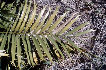 Kaffir Bread, Hottentot bread, Mombasa cycad