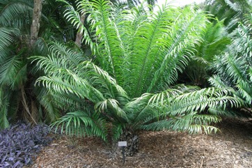 Kaffir Bread, Hottentot bread, Mombasa cycad
