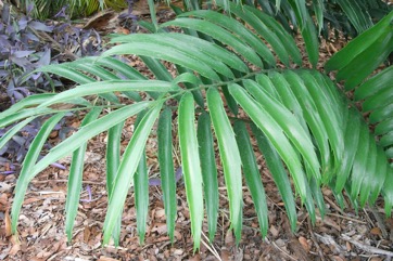 Kaffir Bread, Hottentot bread, Mombasa cycad