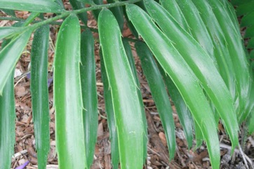 Kaffir Bread, Hottentot bread, Mombasa cycad