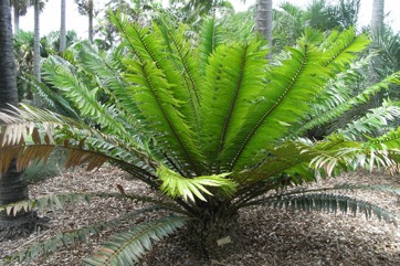 Modjadji cycad