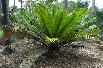 Modjadji cycad
