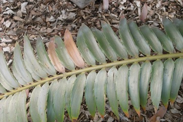 Modjadji cycad