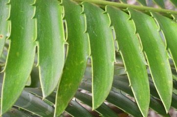 Modjadji cycad