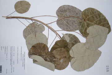 Tower Pine, PNG basswood, Whitewood