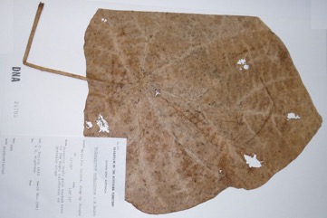 Tower Pine, PNG basswood, Whitewood