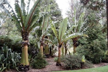 Ensete