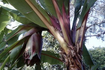 Ensete