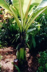 Ensete