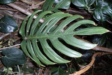 False Monsteriosa, Native Monstera