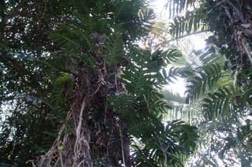 False Monsteriosa, Native Monstera