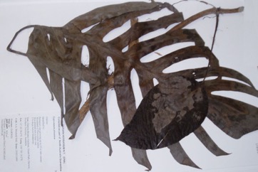 False Monsteriosa, Native Monstera