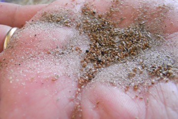 Teff
