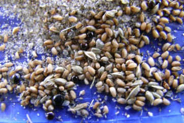 Teff