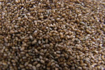 Teff