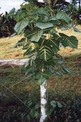 Indian coral tree, Coral Tree