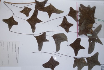 Bat’s Wing Coral Tree, Grey Corkwood