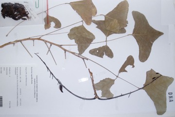 Bat’s Wing Coral Tree, Grey Corkwood