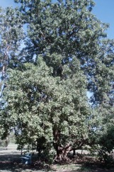 Bat’s Wing Coral Tree, Grey Corkwood