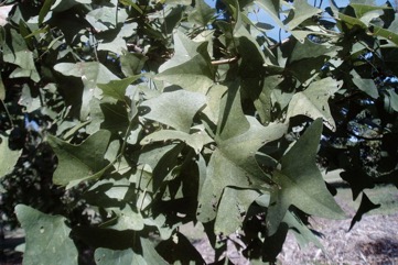 Bat’s Wing Coral Tree, Grey Corkwood