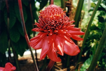 Red torch Ginger, Philippine waxflower