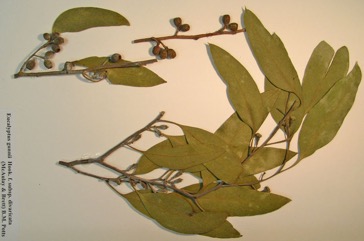 Cider Tree, Cider Gum