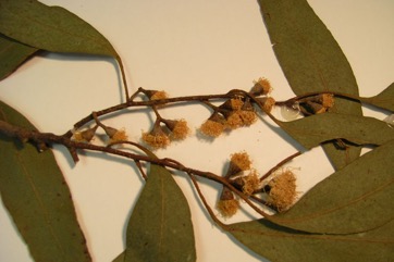 Cider Tree, Cider Gum