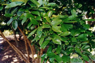 Grumichama, Brazil-cherry