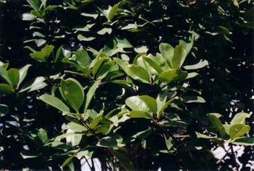 Grumichama, Brazil-cherry