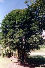 Grumichama, Brazil-cherry