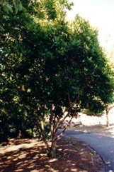 Grumichama, Brazil-cherry