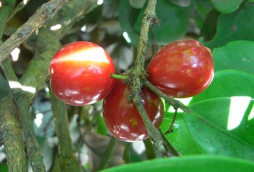Sweet cherry, Beach cherry, Cedar Bay Cherry