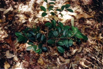 Sweet cherry, Beach cherry, Cedar Bay Cherry