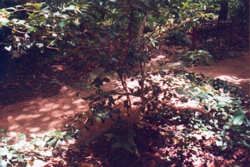 Sweet cherry, Beach cherry, Cedar Bay Cherry