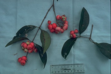 Surinam cherry, Pitanga