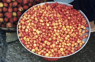 Surinam cherry, Pitanga
