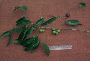 Surinam cherry, Pitanga
