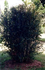 Surinam cherry, Pitanga