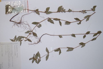 Asthma plant