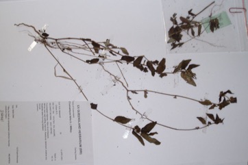 Asthma plant