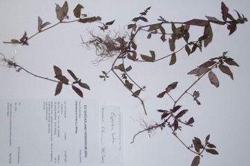 Asthma plant