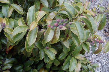 Bolwarra, Copper Laurel, Native Guava