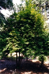 Bolwarra, Copper Laurel, Native Guava