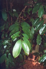 Bolwarra, Copper Laurel, Native Guava
