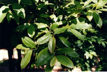 Bolwarra, Copper Laurel, Native Guava