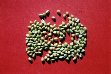 Buckwheat, Japanese buckwheat, Silverhull buckwheat
