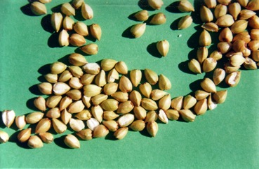 Buckwheat, Japanese buckwheat, Silverhull buckwheat